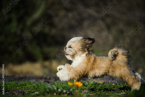 Fototapeta Naklejka Na Ścianę i Meble -  Shih Tzu puppy dog running through field