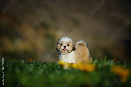 Shih Tzu puppy dog standing in field with spring flowers