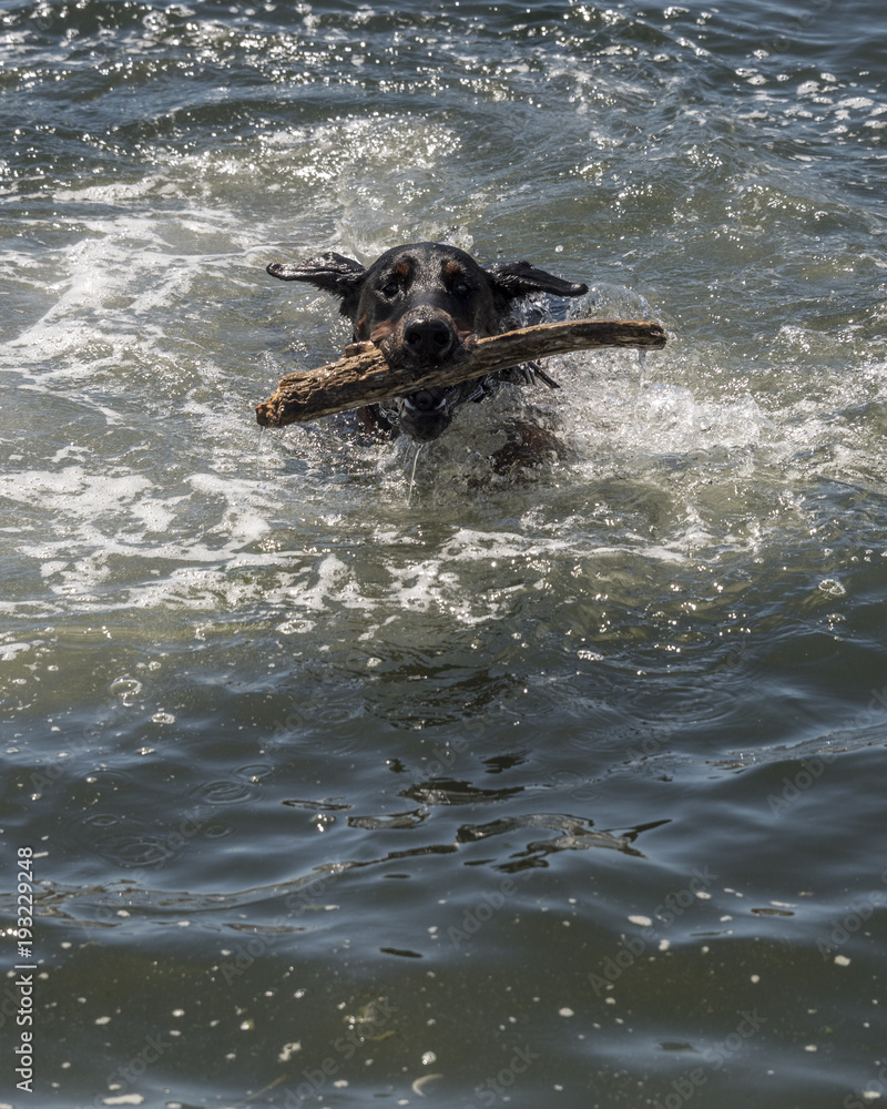 Dog Retrieving Stick