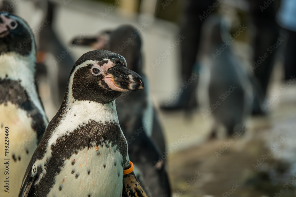 Naklejka premium penguin show in the zoo