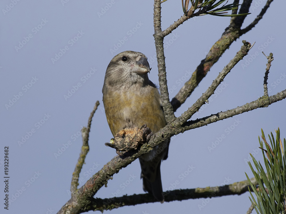 Naklejka premium Parrot crossbill (Loxia pytyopsittacus)