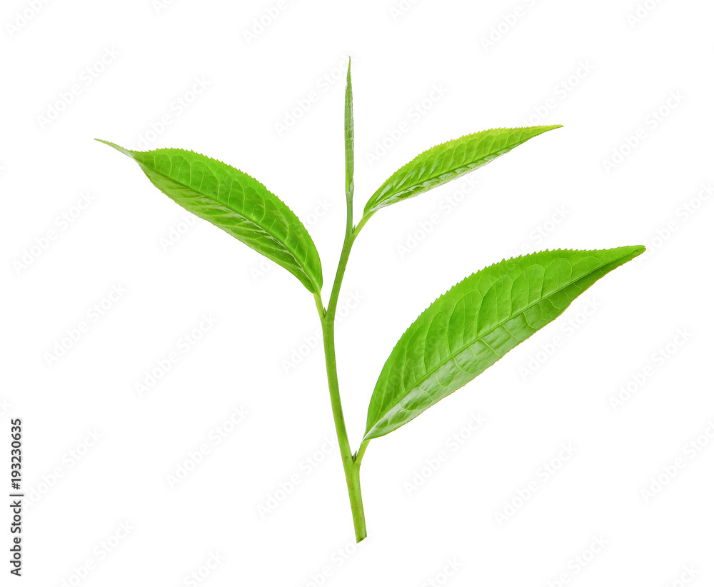 green tea leaf ilsolated on white background green tea leaf ilsolated on white background