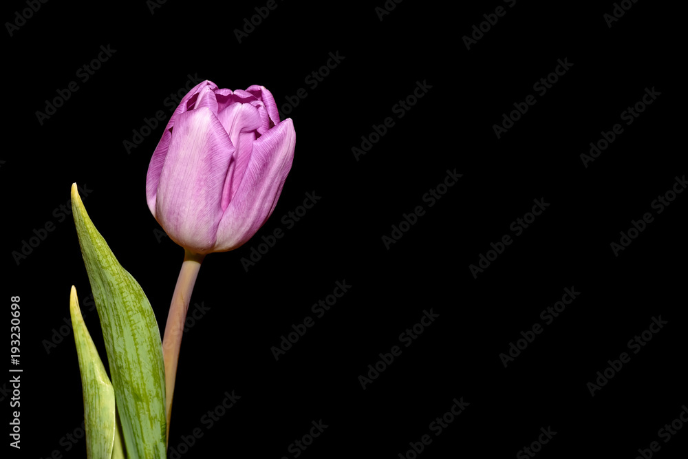 Obraz premium tulip pink spring black background