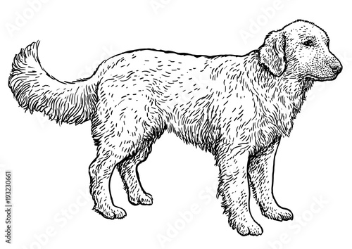 Golden Retriever illustration, drawing, engraving, ink, line art, vector