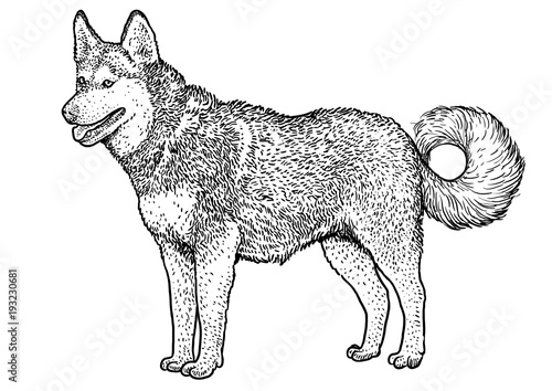 Siberian husky illustration, drawing, engraving, ink, line art, vector
