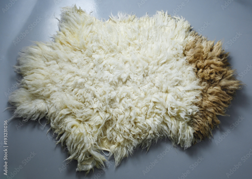 Sheep Fur Of Eid AlAdha on Grey Background Sheep Fur Of Eid AlAdha on Grey Background