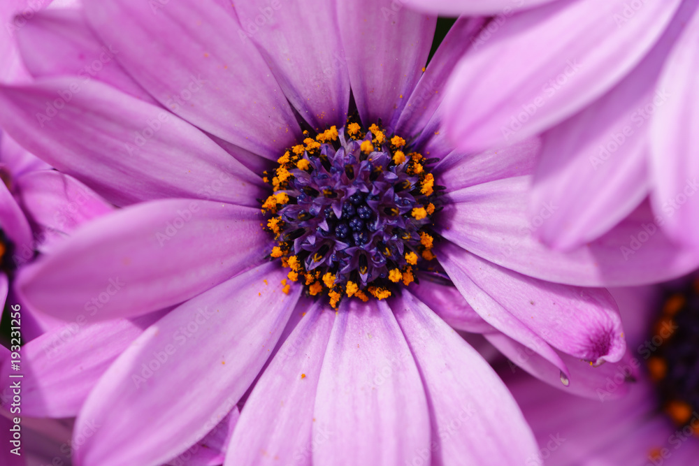 Cape Daisy Osteospermum flower Cape Daisy Osteospermum flower