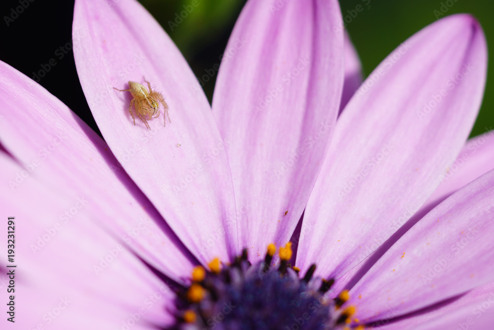Spider on Cape Daisy Osteospermum flower Spider on Cape Daisy Osteospermum flower