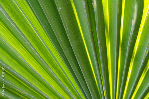 fanned out palm leaf