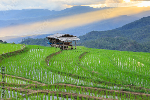 green terraced rice field at Chiangmai Thailand