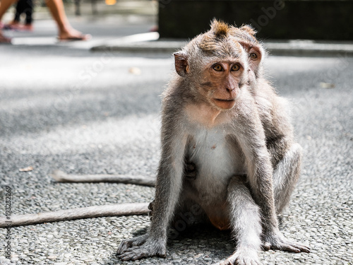 Two young monkeys playing