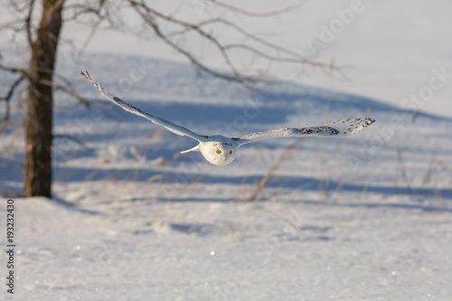 Snowy Owl Flying Low Over a Snowy Field