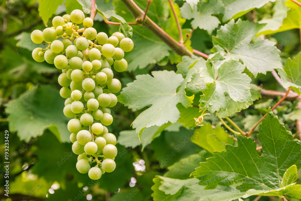 close-up of unripe white grapes growing on vine close-up of unripe white grapes growing on vine