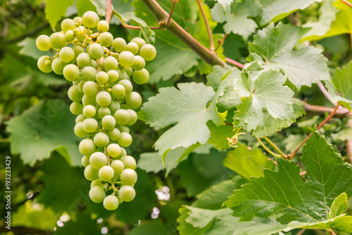 Wallpaper Mural close-up of unripe white grapes growing on vine Torontodigital.ca