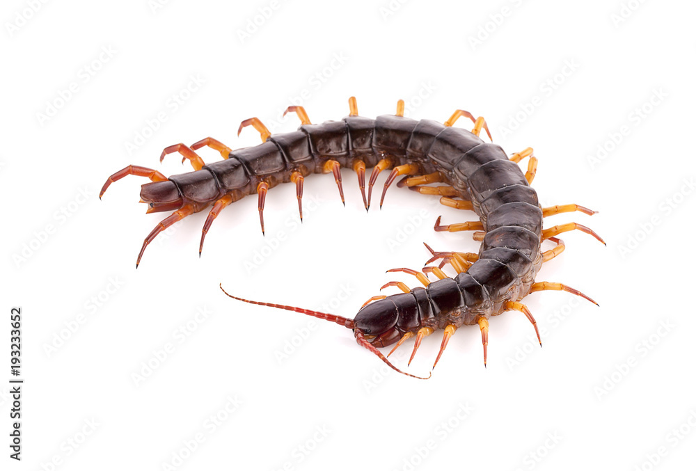 centipede on white background centipede on white background