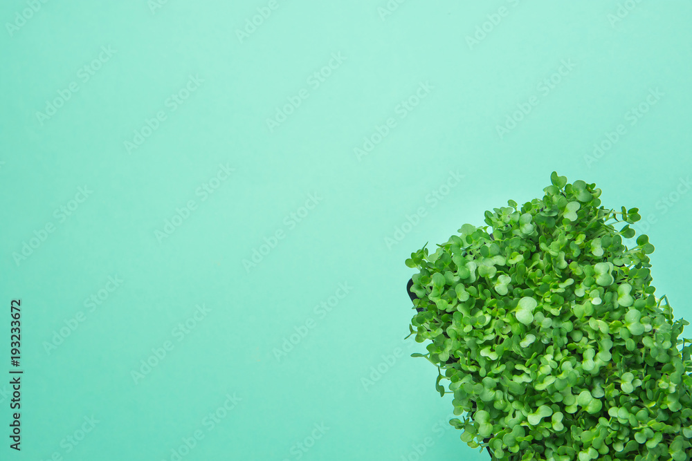Young Fresh Green Sprouts of Potted Water Cress on Pastel Turquoise Background. Gardening Healthy Plant Based Diet Food Garnish Concept. Minimalist Trendy Style. Top View Flat Lay Corner Position Young Fresh Green Sprouts of Potted Water Cress on Pastel Turquoise Background. Gardening Healthy Plant Based Diet Food Garnish Concept. Minimalist Trendy Style. Top View Flat Lay Corner Position