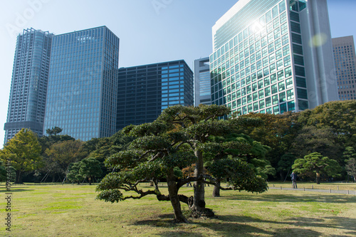 Tokyo garden with skyline in the background