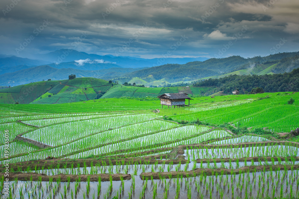 green terraced rice field at Chiangmai Thailand