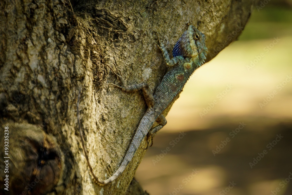 Fototapeta premium chameleom Climbing on a natural tree.