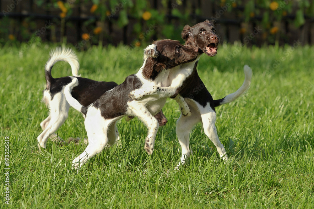 Puppies play and run against the background of green grass Puppies play and run against the background of green grass