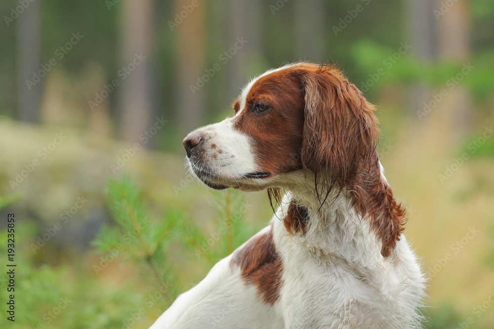 Dog portrait on green background