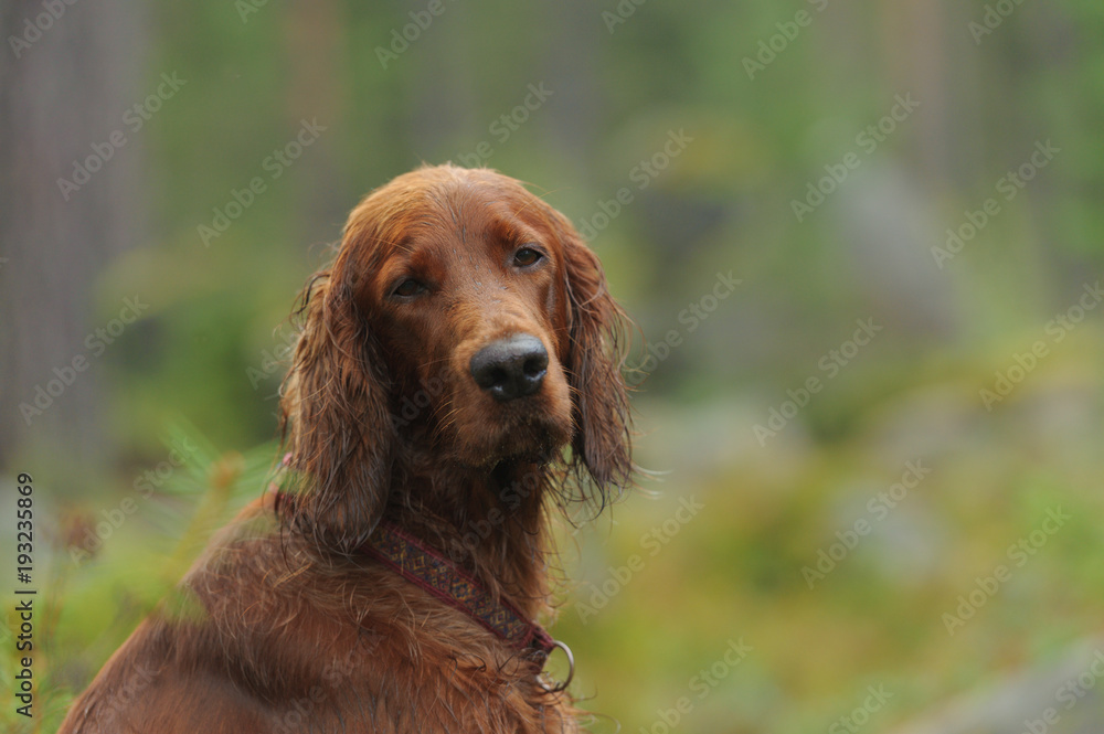 Dog portrait on green background