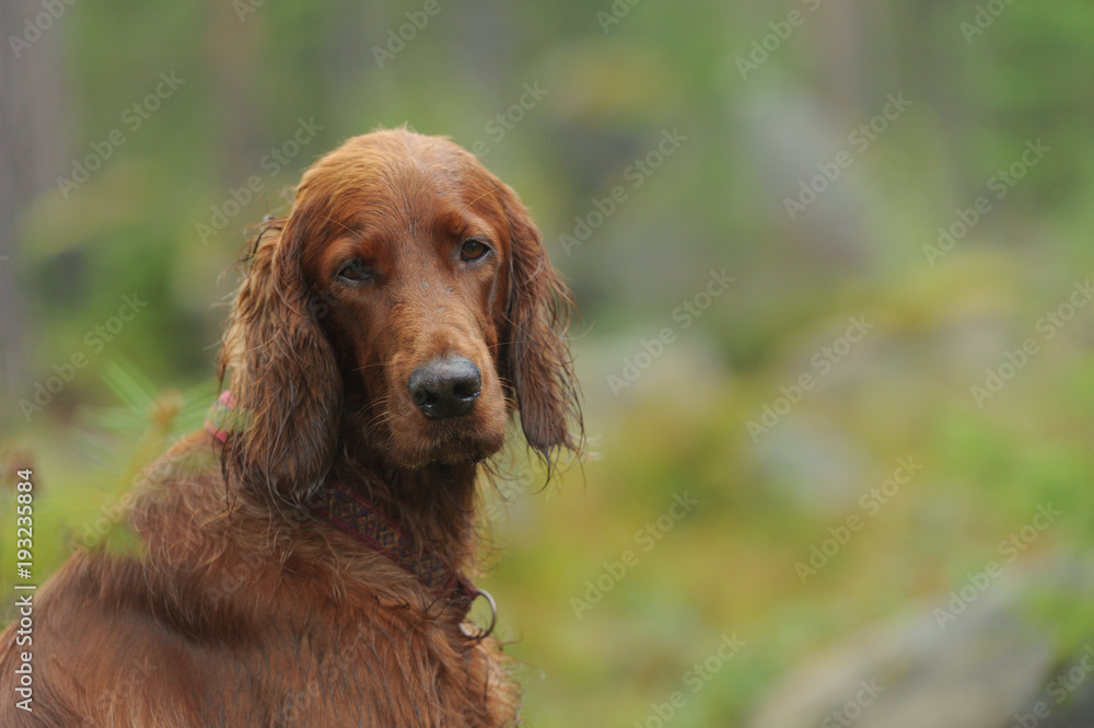Dog portrait on green background