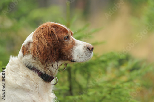 Dog portrait on green background