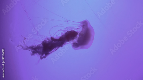 Beautiful Jellyfish (Chrysaora fuscescens) Floating Through the Ocean