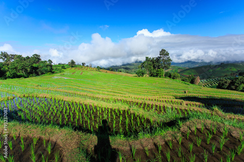 green terraced rice field with blue sky at Chiangmai Thailand