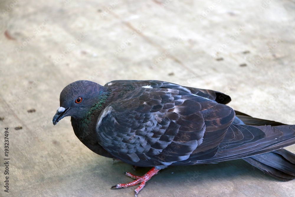 Obraz premium pigeon standing on the wooden floor. it is a stout seed or fruit eating bird with a small head, short legs, and a cooing voice, typically having gray and white plumage.