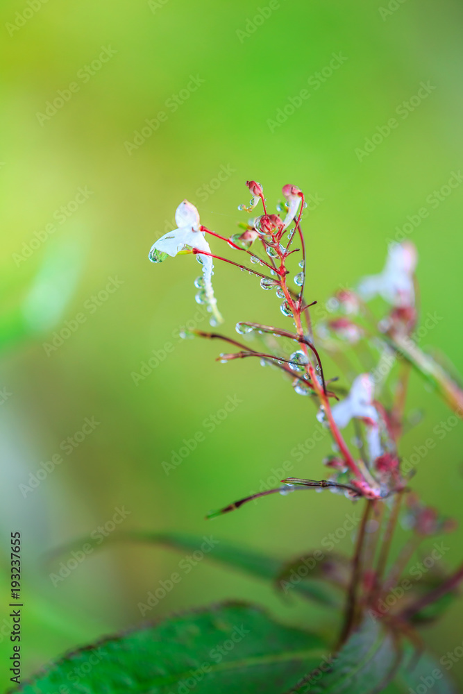 dew drops on grass flower, concept for fresh air in the morning, Chiangmai Thailand dew drops on grass flower, concept for fresh air in the morning, Chiangmai Thailand