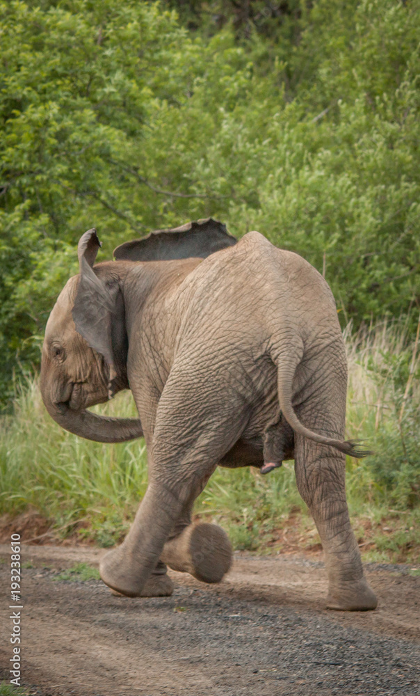 Fototapeta premium The Mighty Elephant