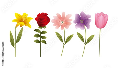 hibiscus rose daisy tulip flowers decoration banner vector illustration