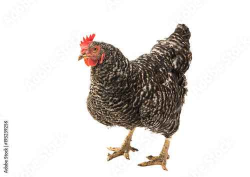 chicken isolated