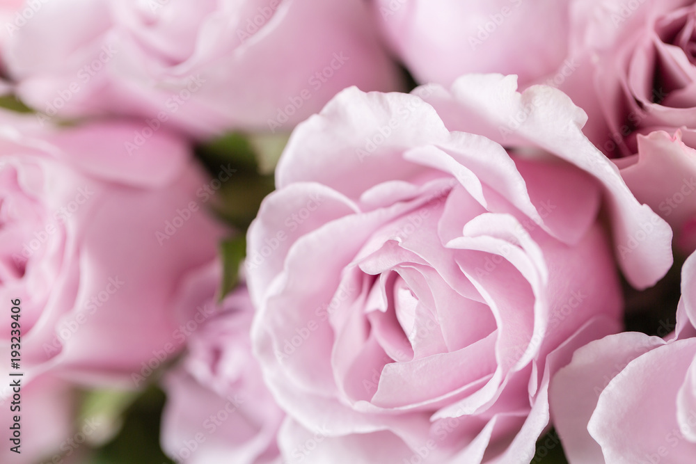 Lilac garden rose. Bouquet flowers of roses in glass vase. Shabby chic home decor. Morning dew - variety. Wallpaper Lilac garden rose. Bouquet flowers of roses in glass vase. Shabby chic home decor. Morning dew - variety. Wallpaper