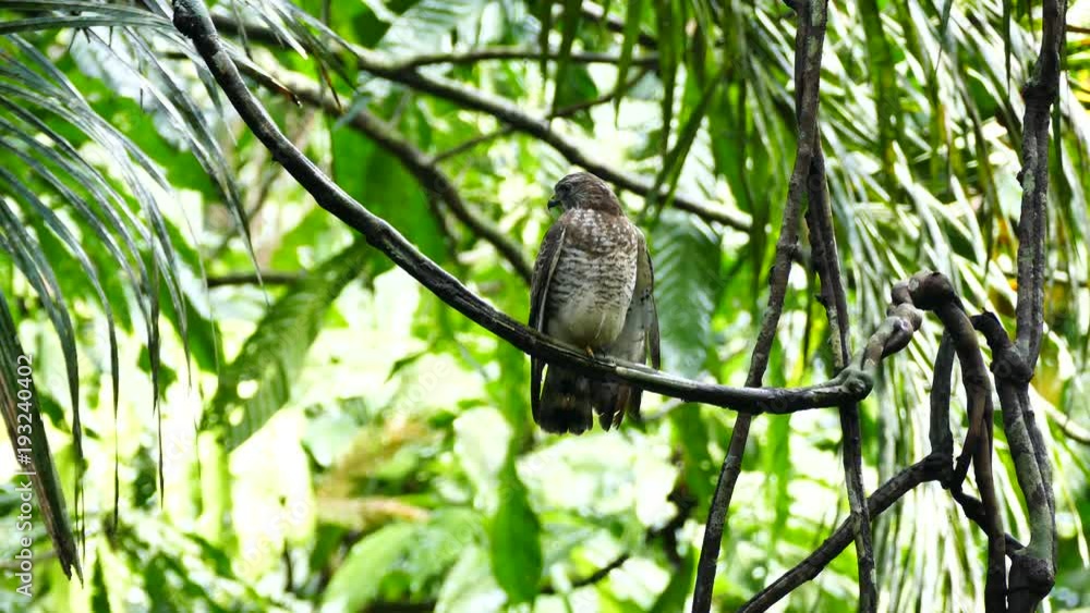 Broad-Winged Hawk (Buteo Platypterus) perched on a liana in the jungle Broad-Winged Hawk (Buteo Platypterus) perched on a liana in the jungle