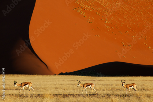 Three springbok walking from left to right over grassland with a big red sand dune in the background in Sossusvlei in Namibia. It is sunset and ther dark shadows on the dune 