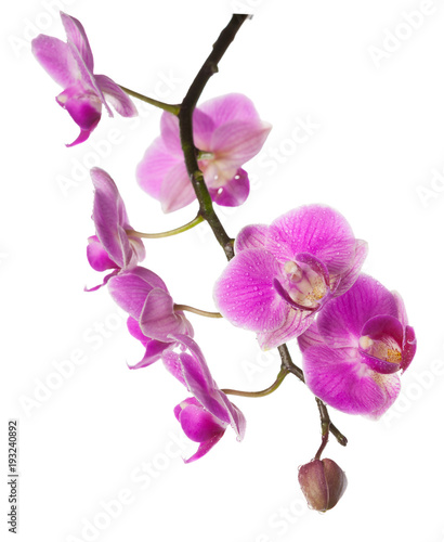 Fototapeta Naklejka Na Ścianę i Meble -  orchid isolated on white