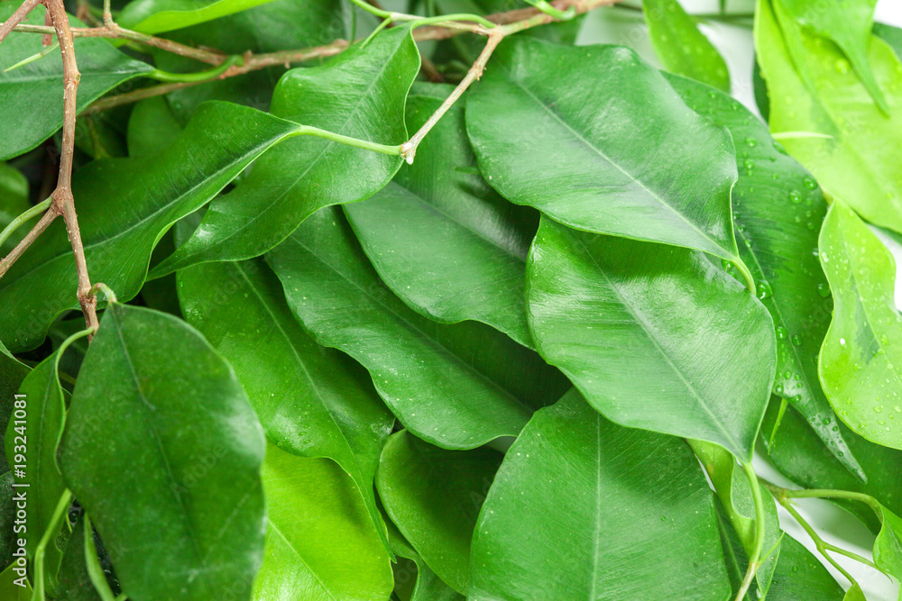 leaf background, nature leaf background, nature