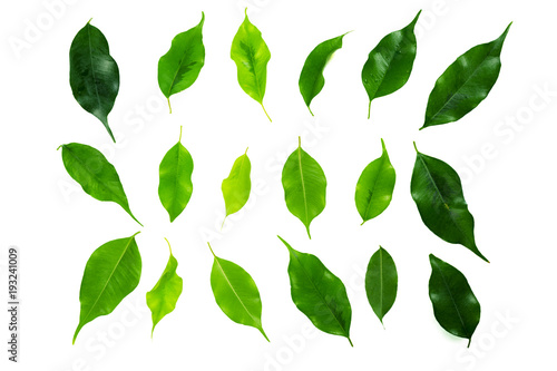 leaf isolated on white
