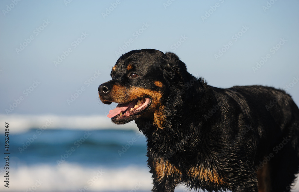 Rottweiler dog outdoor portrait against ocean water