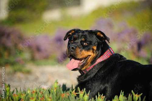 Rottweiler dog lying in field of ice plant