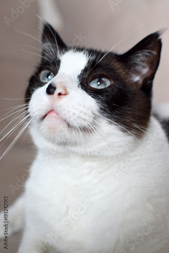 house cat