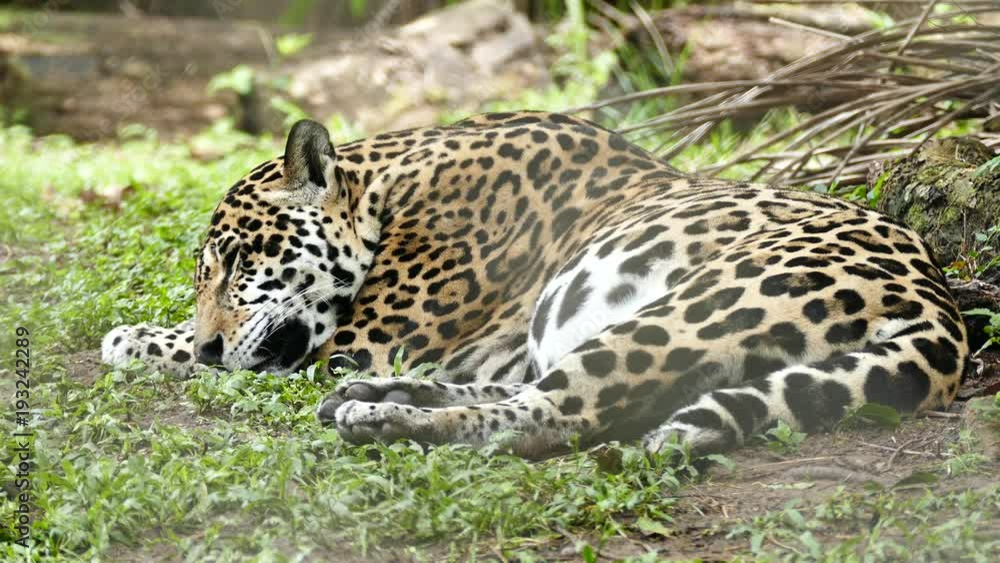 Jaguar (Panthera Onca) lying down and sleeping in grass with breathing movements Jaguar (Panthera Onca) lying down and sleeping in grass with breathing movements