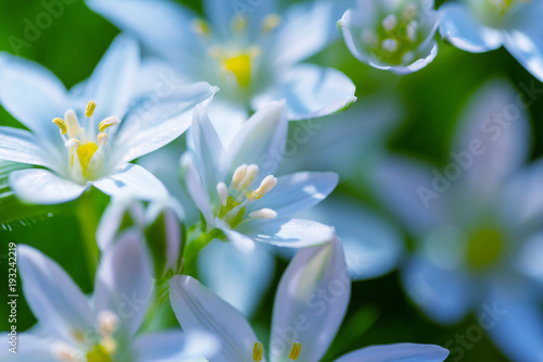 Snowflower