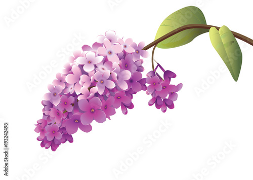 flowering lilac branch