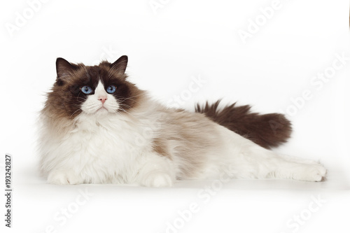 Fluffy beautiful white cat of a Neva Masquerade with blue eyes posing lying on a white background. Cat isolated on white background.