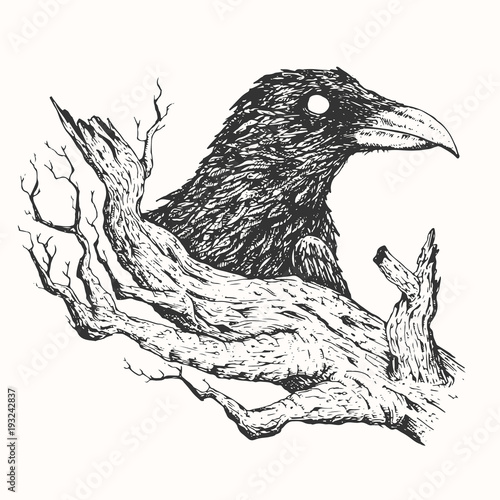 Black raven and old tree branch in vintage engraving style. Hand drawn vector retro illustration. Template for cover, poster, banner, greeting card.