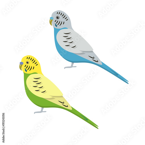 Budgerigar parrot icon in flat style